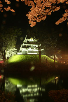 高田公園お花見